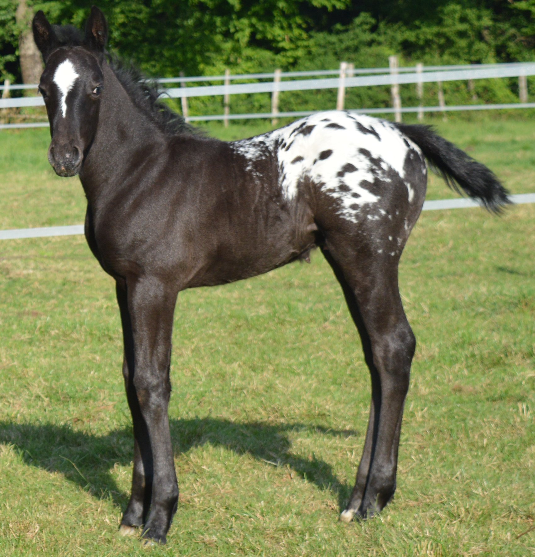 Topspotted Tatookie Foal